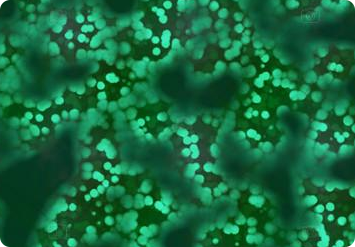 soil_image8