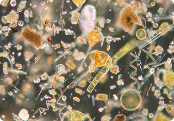 soil_image9